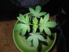 DSCN5772.jpg