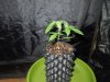 DSCN5773.jpg