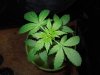 DSCN5776.jpg