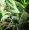 ak1.jpg