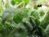 AK4.jpg