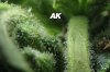 ak5.jpg