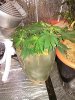 IMG_20130706_220451.jpg