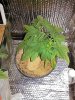 IMG_20130706_220418.jpg