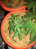 IMG_20130706_220253.jpg