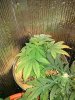 IMG_20130706_215818.jpg