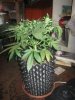123 sugar mango ryder 4 weeks.jpg