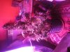 123 Flash Speedy G day 85.jpg