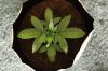 AUTO MOBY DICK_7-7-13.jpg