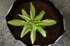 GIRL SCOUT COOKIES_7-7-13.jpg