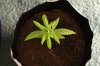 SUPER SILVER HAZE_7-7-13.jpg