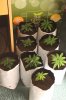 COCO PATCH KIDS_7-7-13.jpg