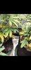 Screenshot_20210203-183354_Gallery.jpg