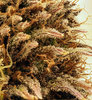 2021-02-03-16.11.00 ZS PMax.jpg