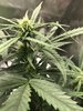 First Grow