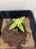 Plant 1.jpg