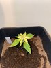 plant 2.jpg