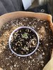 3695538_grow-journal-by-rinnrnirvanagirl-scout-cookies-auto.jpg