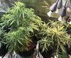 Day 40 No Deaths yet..miraculously