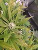 Fat Banana (8).jpg