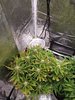 Fat Banana (9).jpg