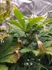 Fat Banana (11).jpg