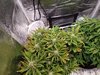 Fat Banana (12).jpg