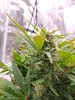 Fat Banana (14).jpg