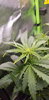 main cola dmg d39.jpg