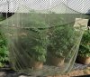 7.1 mosquito net 2.jpg