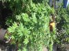 7.8 yard & apricot tree rotate.jpg