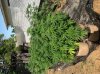 7.8 garden in am sun 2.jpg