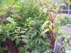 100_2643.jpg