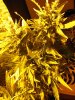 new stuff 067.jpg