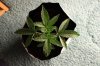 AUTO MOBY DICK_7-9-13 1.jpg