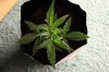 AUTO CHEESE_7-9-13 1.jpg