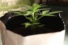 AUTO CHEESE_7-9-13 2.jpg