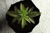 GREEN POISON_7-9-13 1.jpg