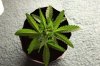 GIRL SCOUT COOKIES_7-9-13 1.jpg