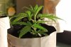 GIRL SCOUT COOKIES_7-9-13 2.jpg