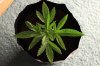 BLUE DREAM_7-9-13 1.jpg