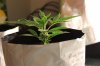 BLUE DREAM_7-9-13 2.jpg