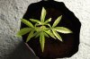 SUPER SILVER HAZE_7-9-13 1.jpg