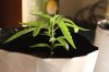 SUPER SILVER HAZE_7-9-13 2.jpg