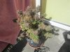 IMG_0017.jpg