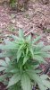 20130618_171201.jpg
