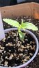 3720373_grow-journal-by-rinnrnirvanagirl-scout-cookies-auto.jpg