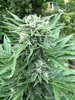 07.20.18_chemdog_bud.jpg