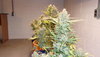 100_1296.JPG