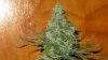 d62 d59 pre chop 005.jpg
